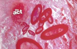 The Act Issue 12